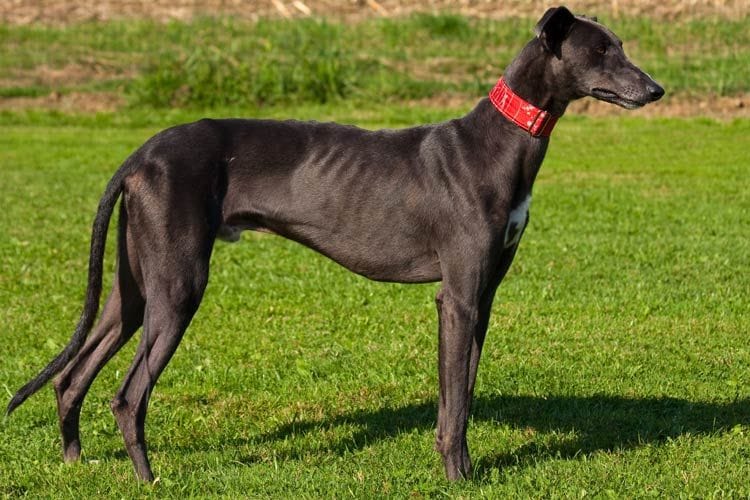 galgo