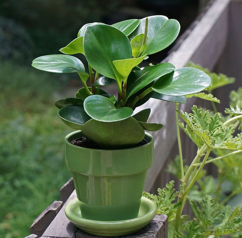 peperomia planta 9