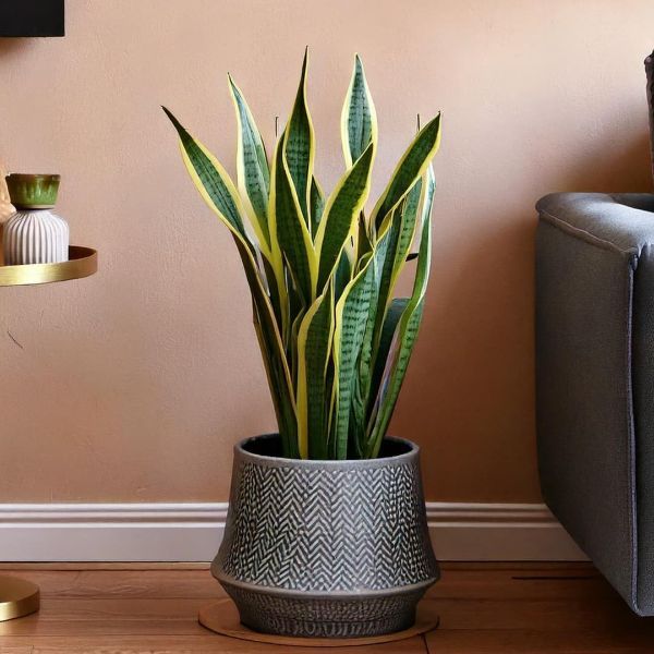 Planta SANSEVIERIA TRIFASCIATA