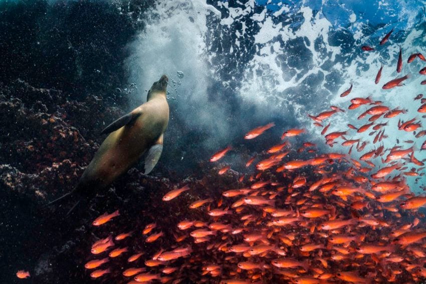 cristinamittermeier red curtain 2021 galapagos