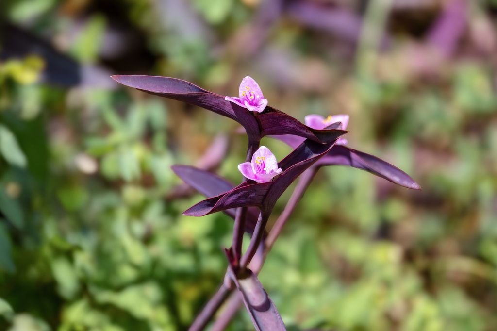 Tradescantia pallida