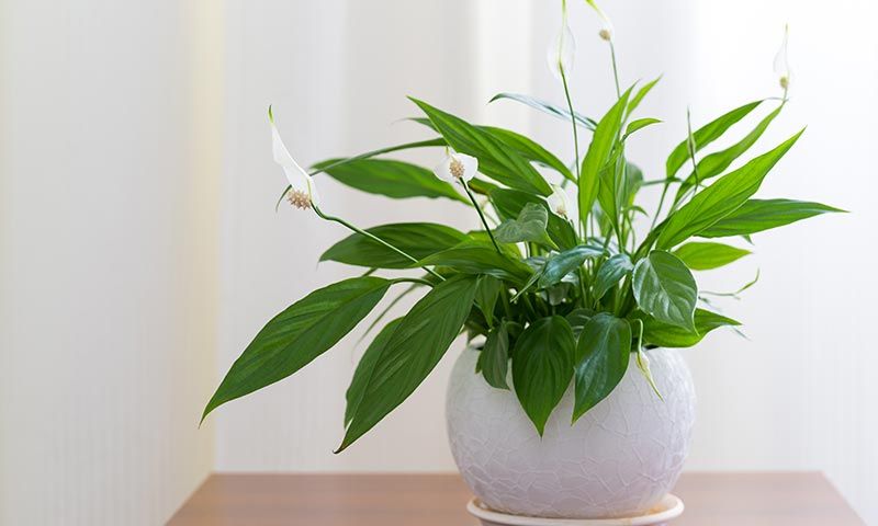 Spathiphyllum