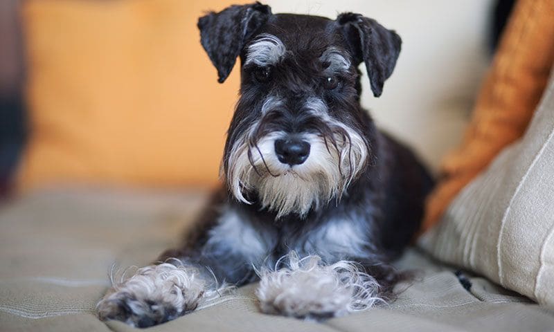 schnauzer