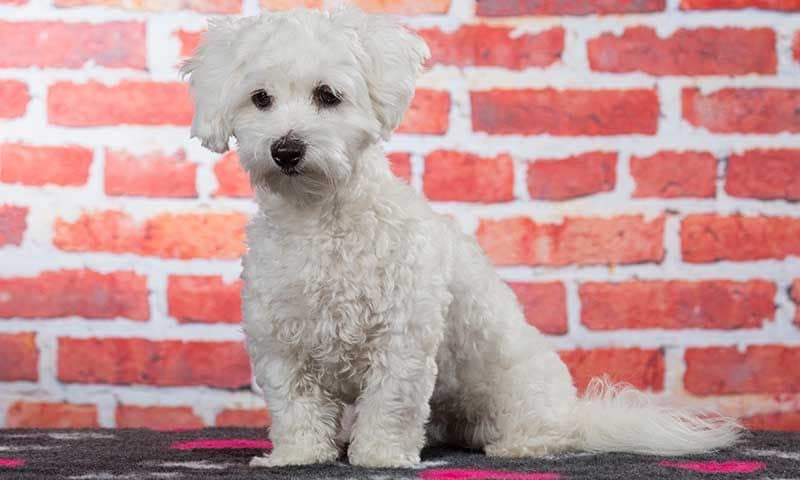 coton de tulear