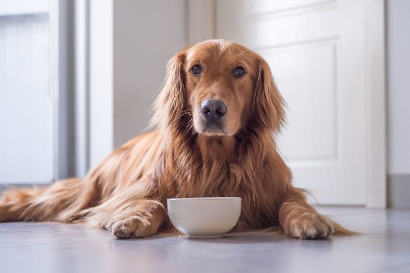 perro comer