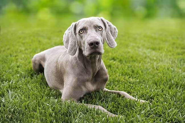 Braco de Weimar, como tener un perro de caza en el hogar