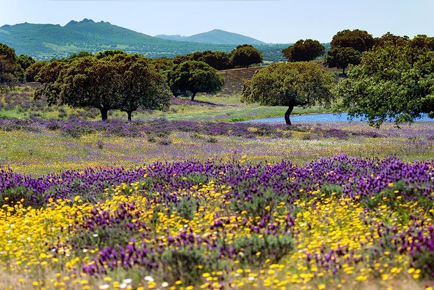 bdajoz la serena