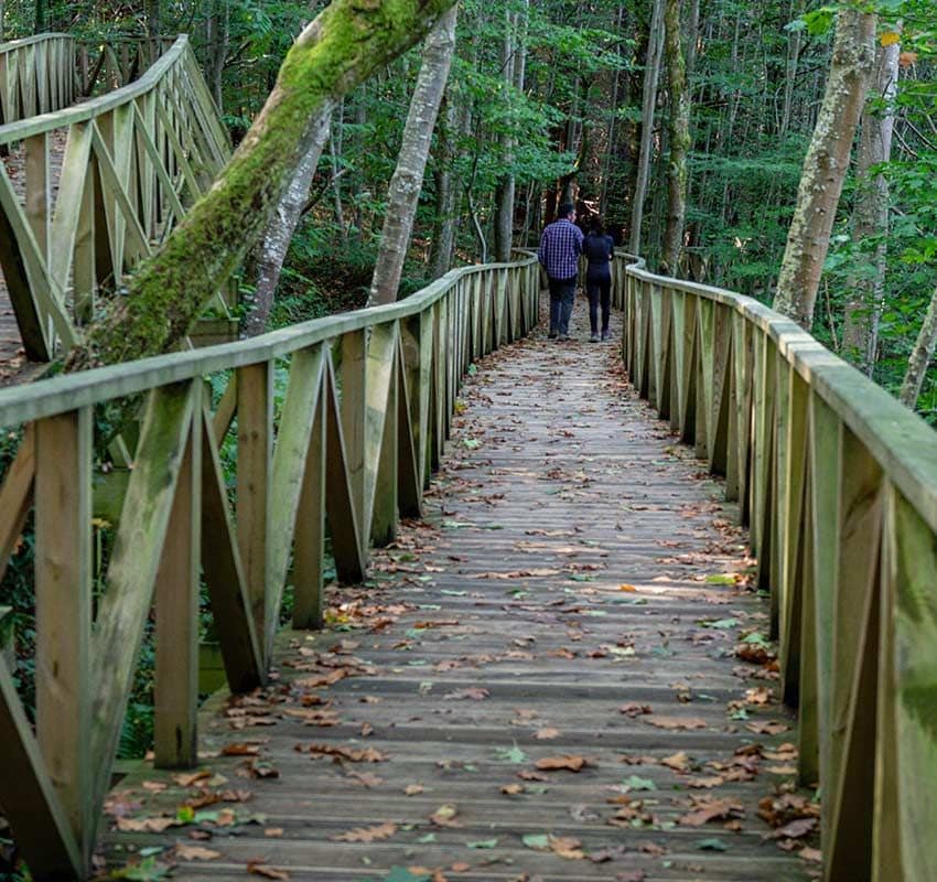 Bosque de secuoyas gigantes de Cabezón de la Sal, Cantabria