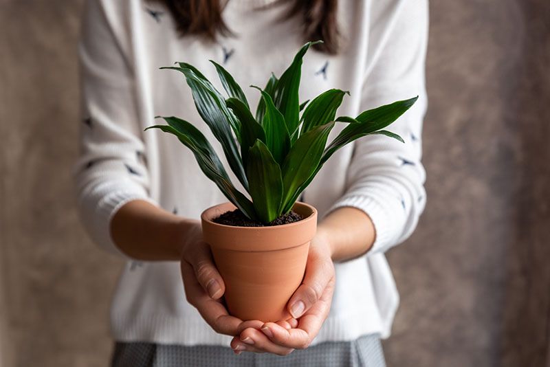 cultivar dracena 4