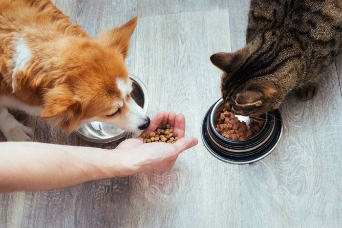 mascotas comiendo