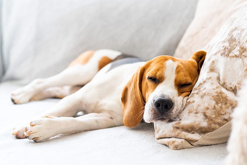 07 perro duermiendo