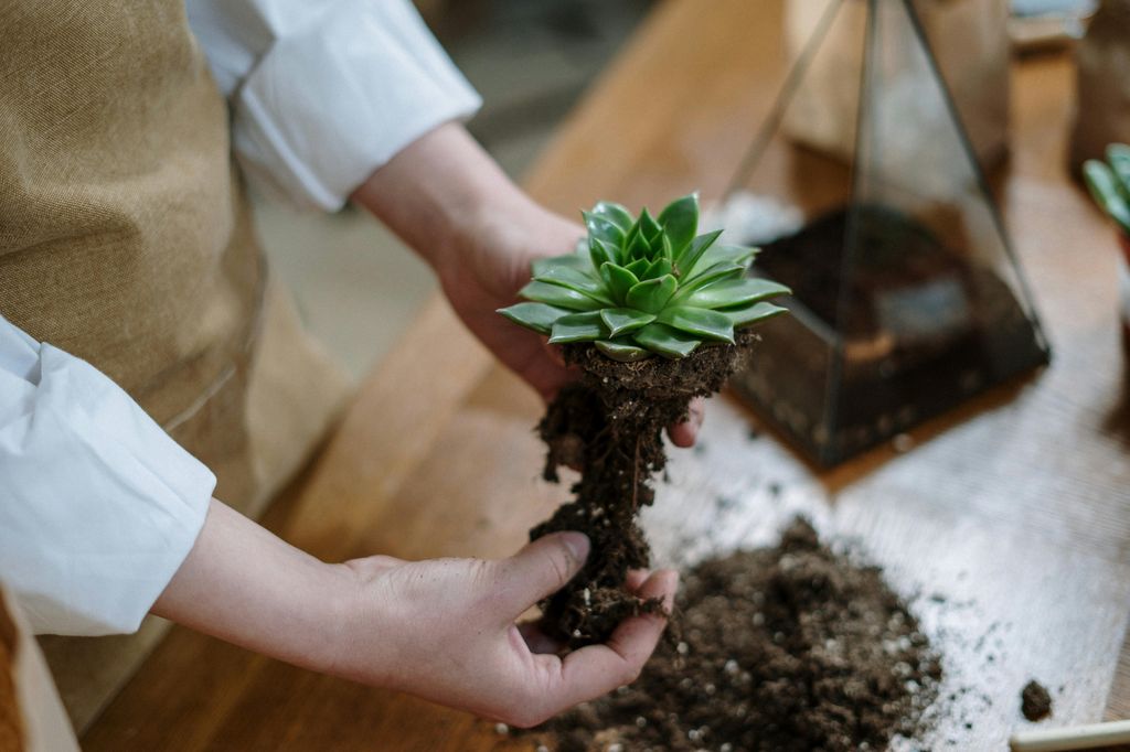 Cómo hacer un terrario paso a paso