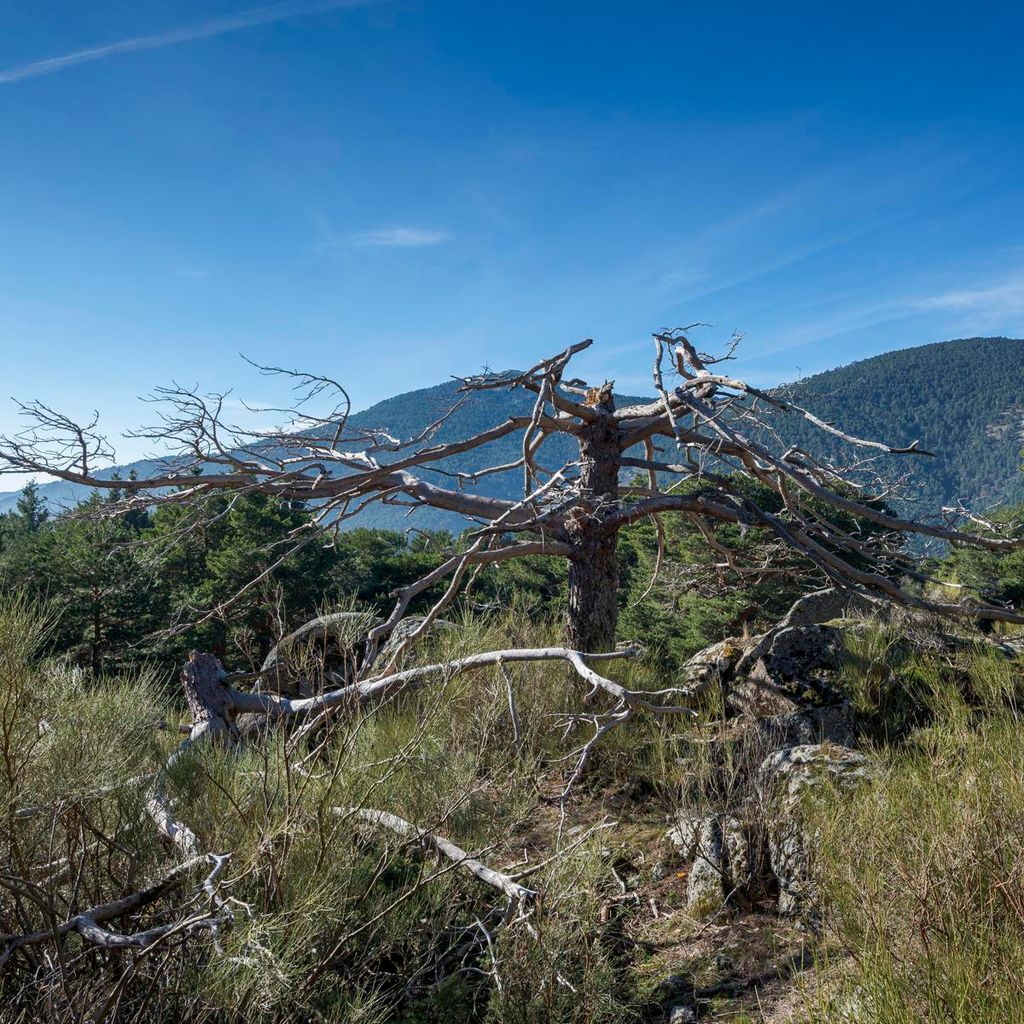 el mirador de los poetas la fuenfr a cercedilla 