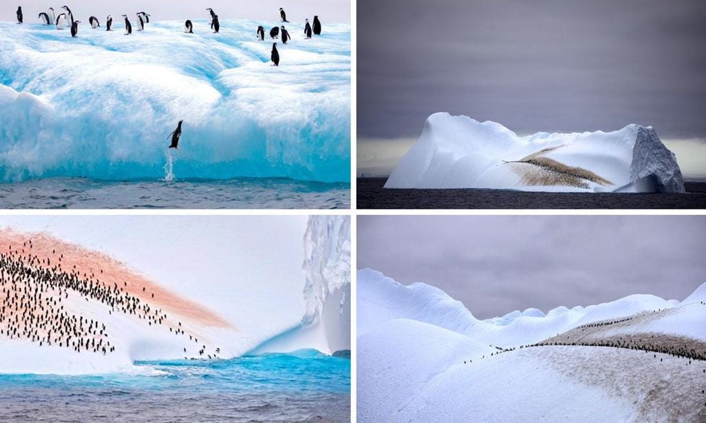 iceberg pingüinos 6-Collage-U48777610838JQp