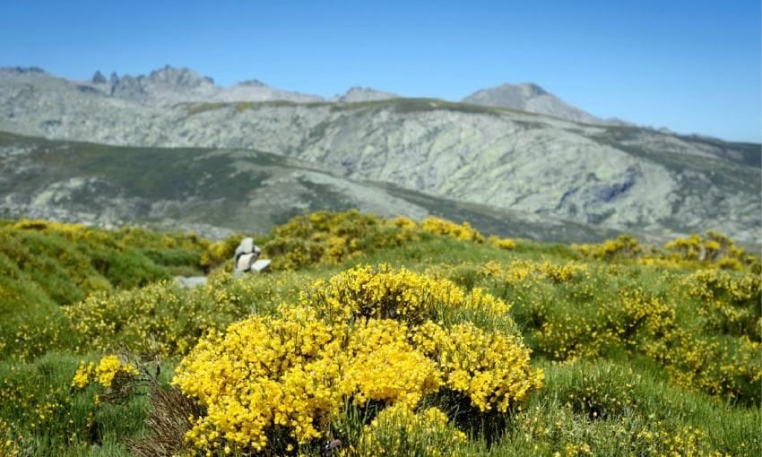 piornos en primavera en la sierra de gredos vila