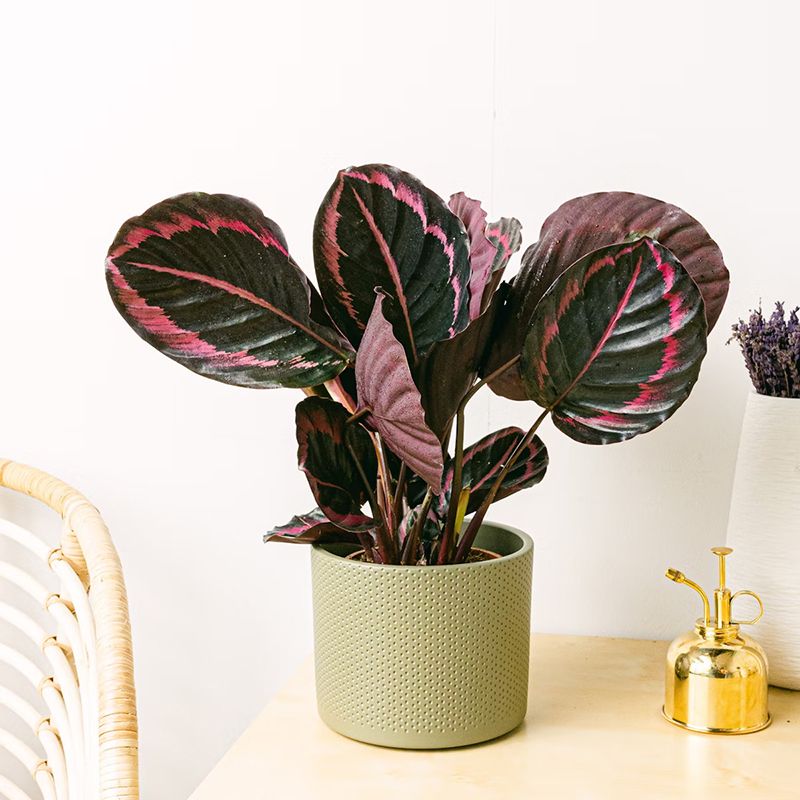 calathea roseopicta 03a