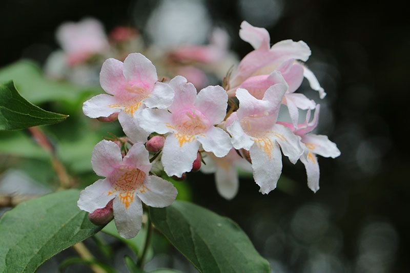 cultivo abelia 10