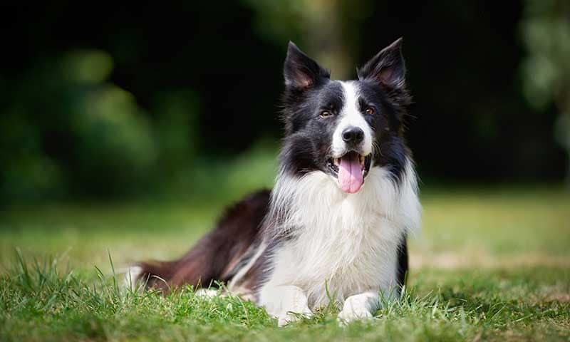 perro pastor border collie