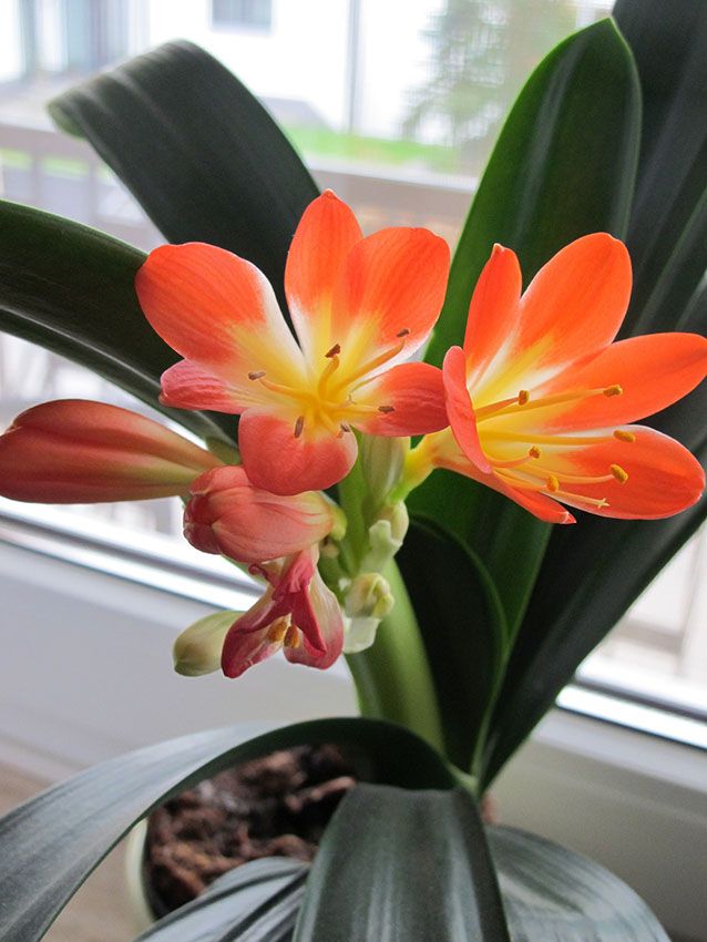 cultivar clivia 4