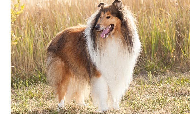 collie