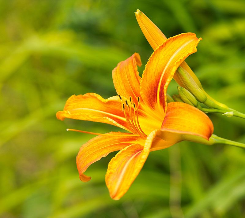 cultivar hemerocallis 2