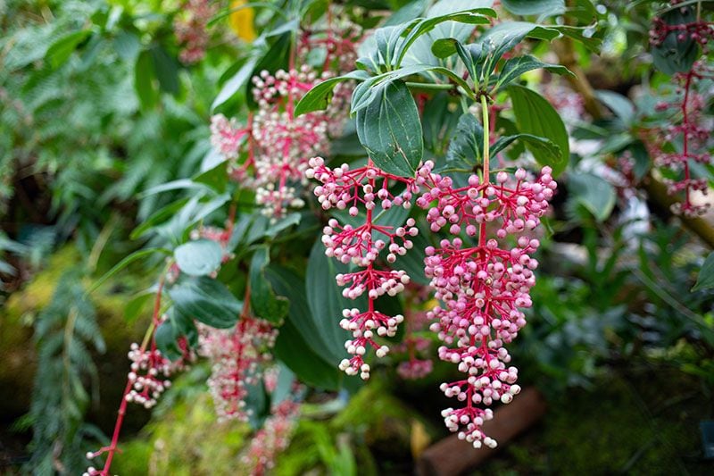 cultivar medinilla 1