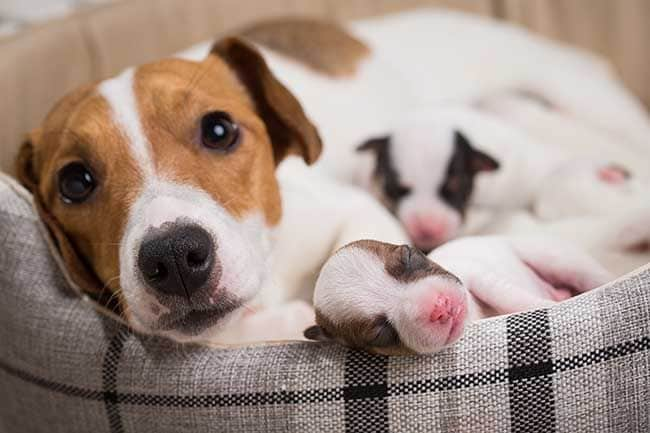 ¿Vas a tener cachorros? Esto es todo lo que debes saber sobre su gestación y parto