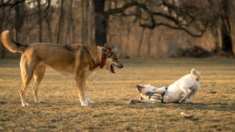 perros parque