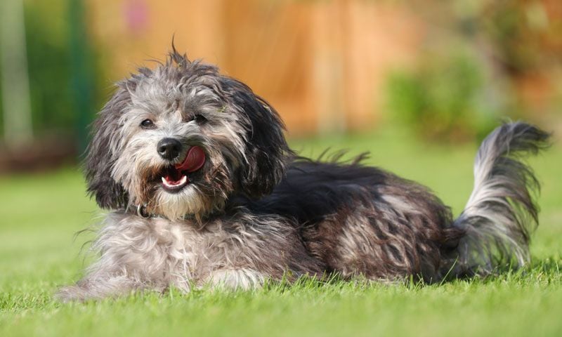 maltipoo beige