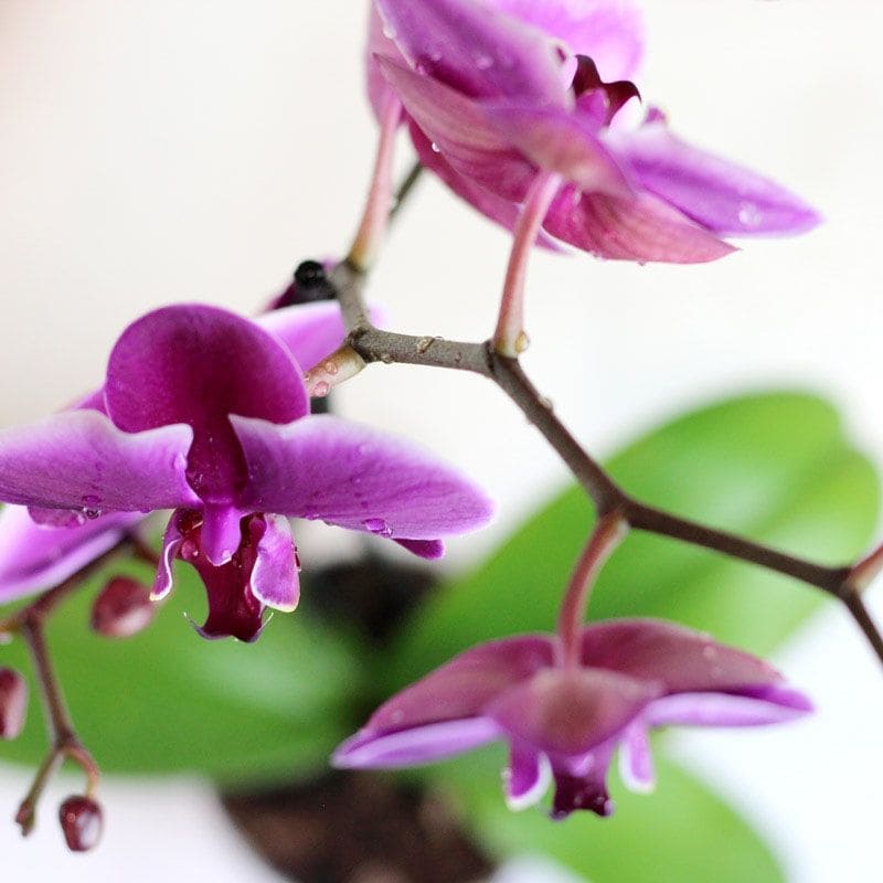 cultivar orquideas 1