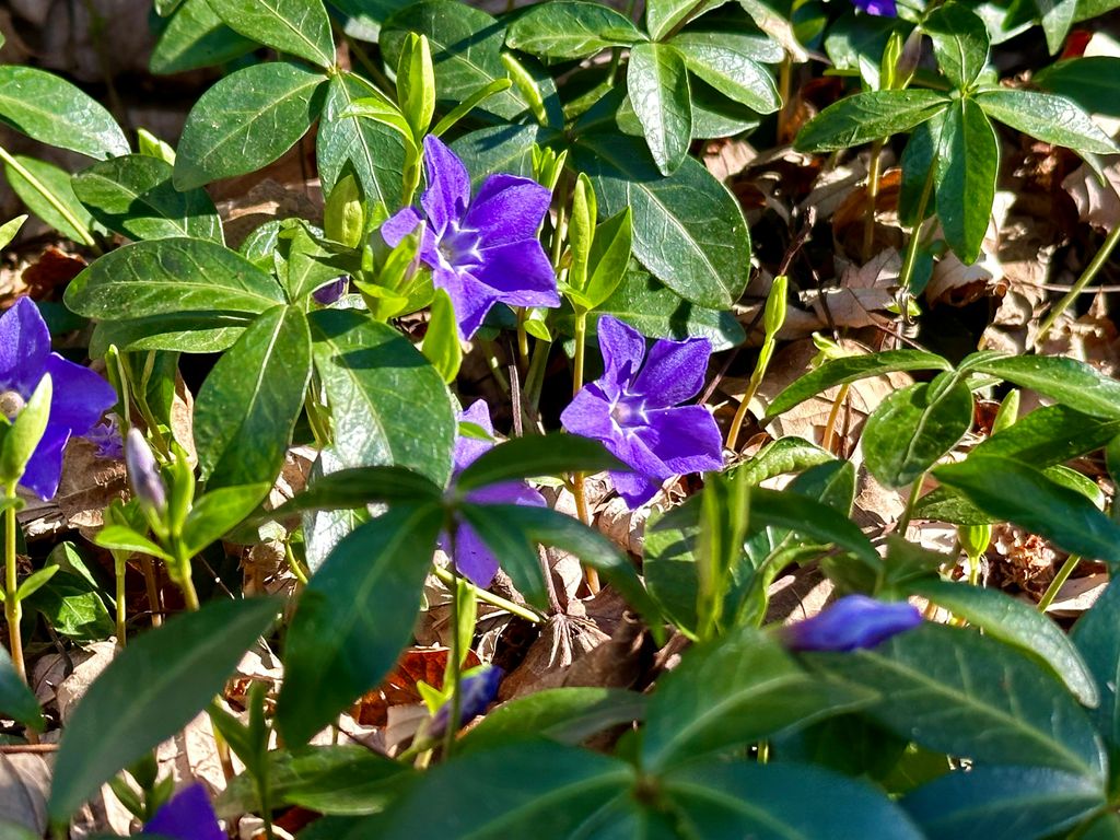 Vinca o hierba doncella