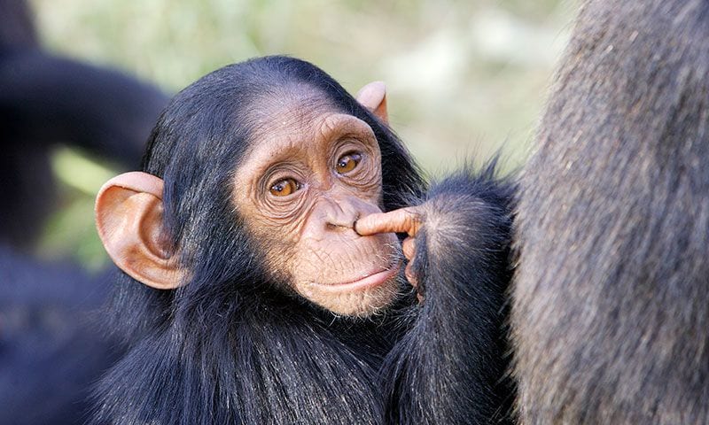 chimpance comun