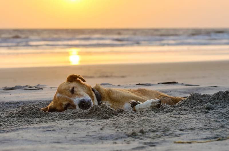 perro durmiendo playa