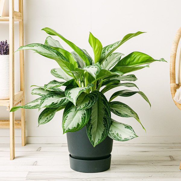 Planta AGLAONEMA SILVER