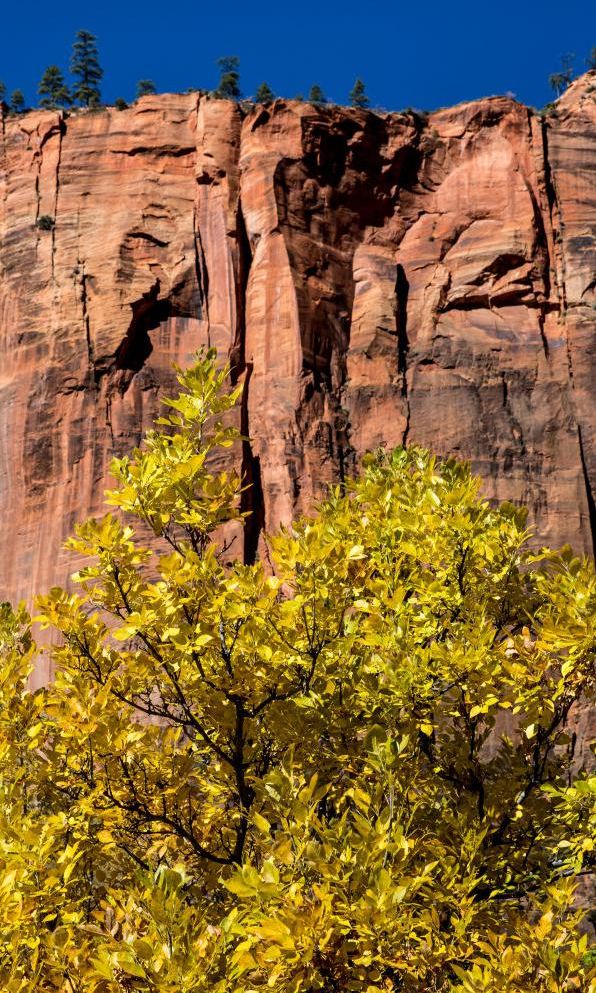 vista de la flora del parque nacional zion en utah