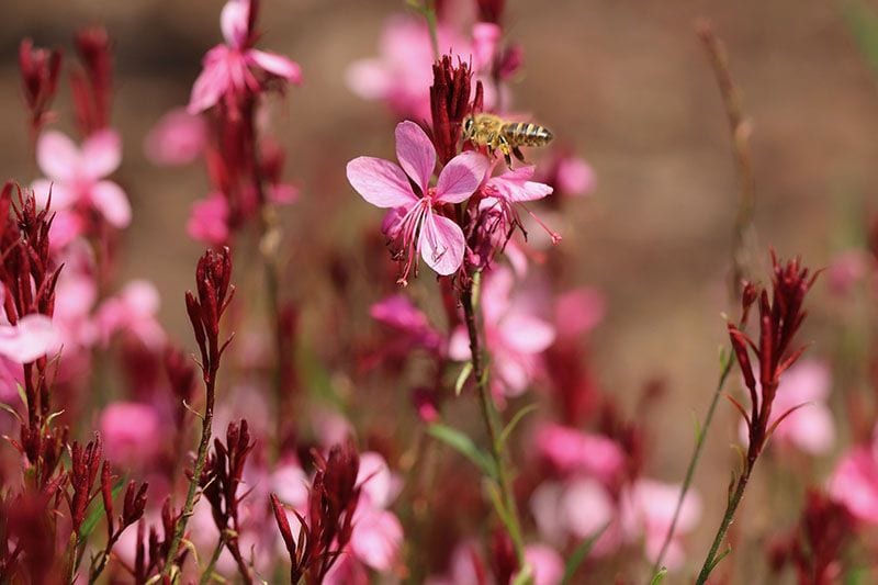 cuidados gaura 2