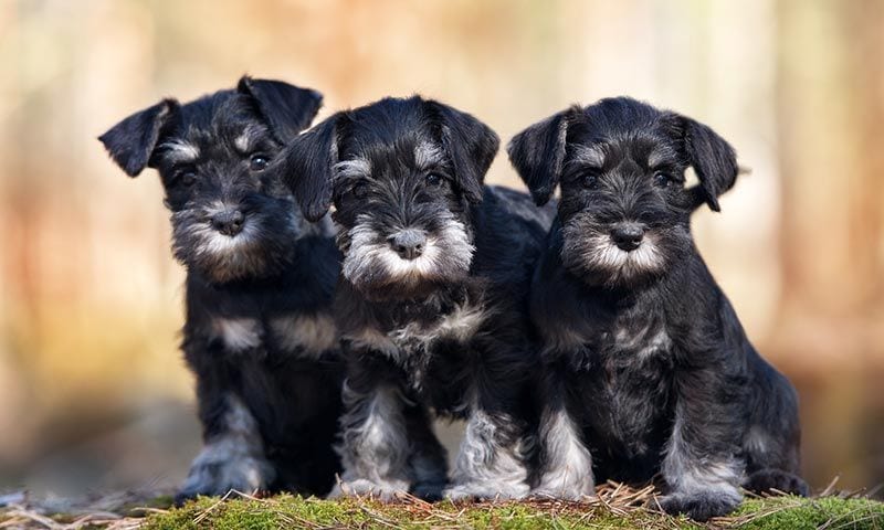 schnauzer 3