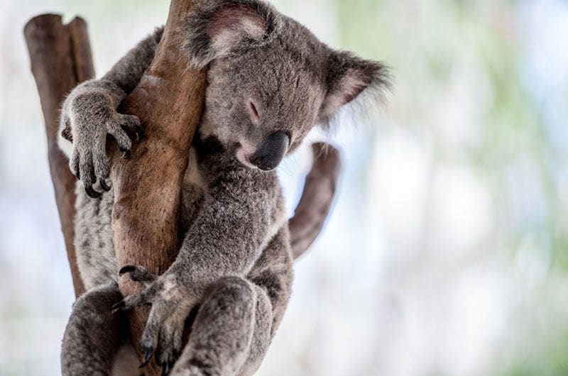 koala