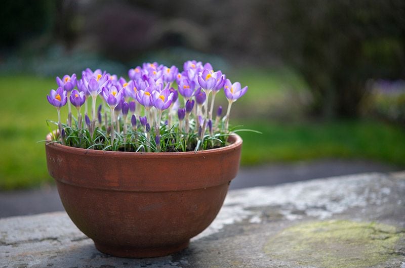 getty crocus