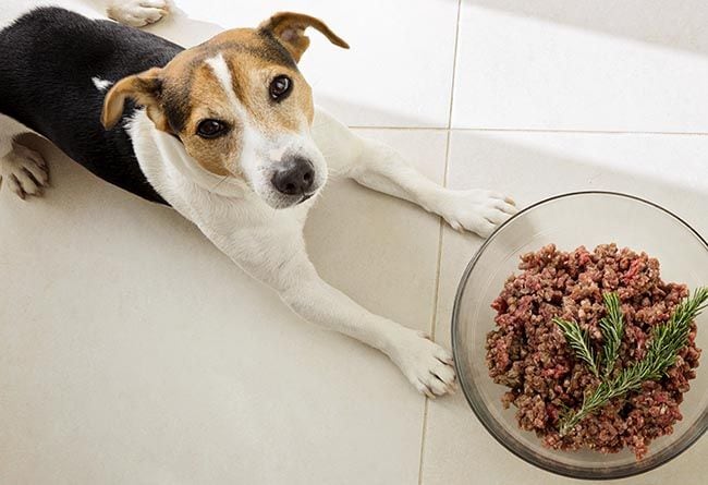 Por qué tu perro debería tener una dieta variada (y su relación con el cáncer)