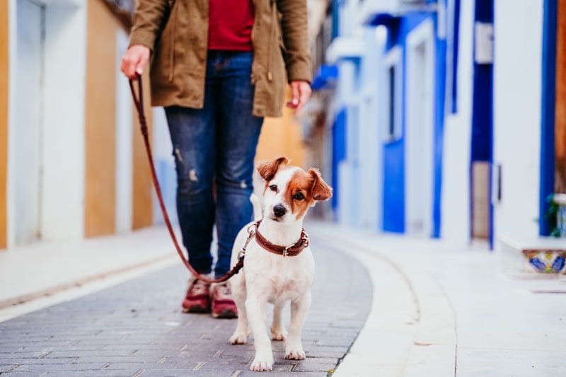 perro paseo calle