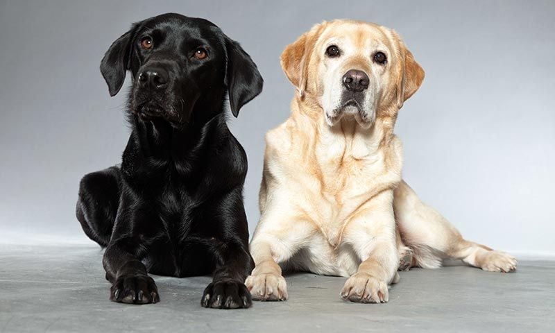 razas perro caza labrador