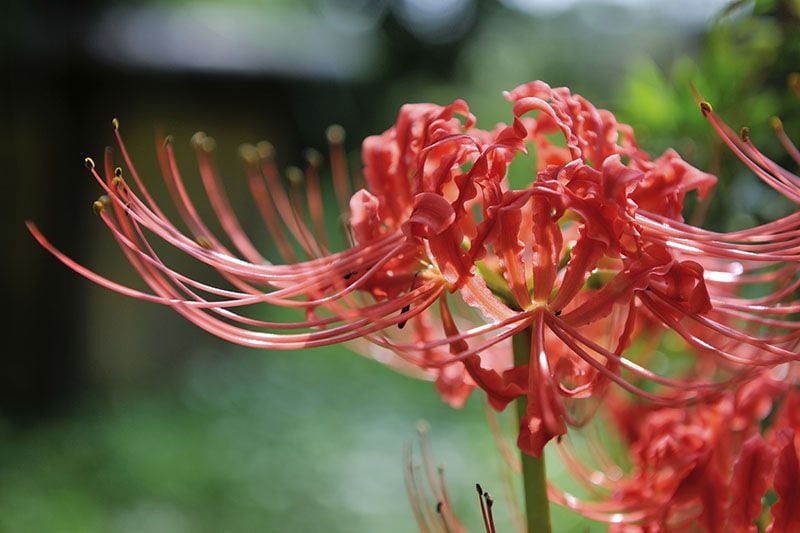 cultivar lycoris radiata 2