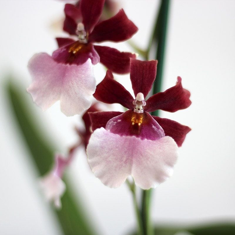 cultivar orquideas 6