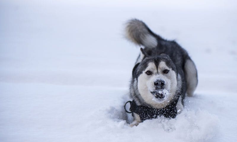 perro come nieve