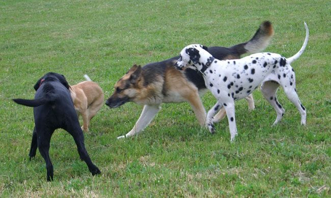 Perros jugando