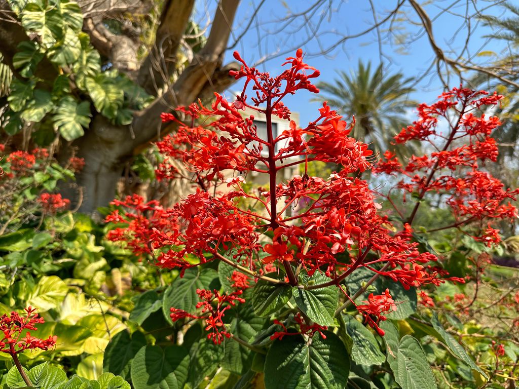 Clerodendrum speciosissimum