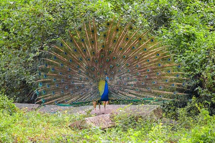 10 curiosidades pavo real