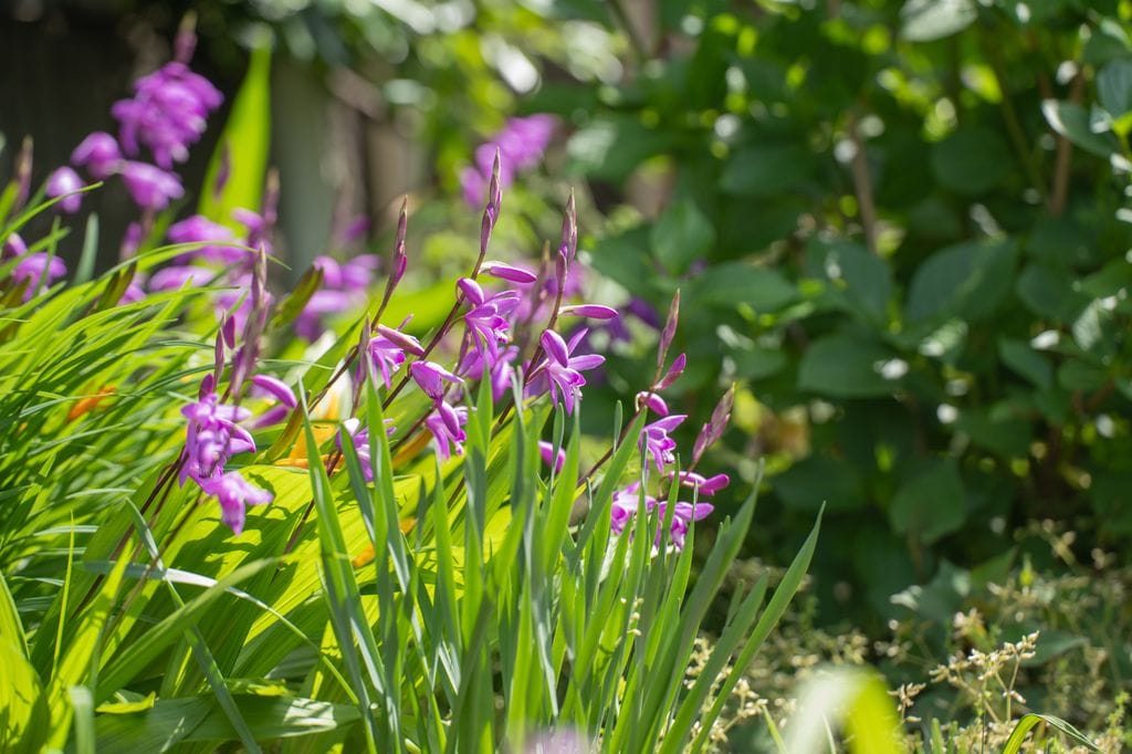  Bletilla Striata 