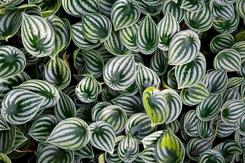 peperomia planta 2